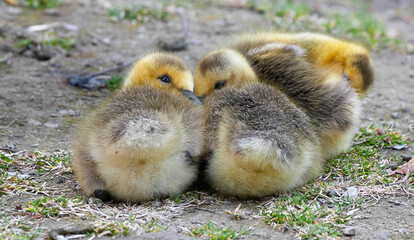 Canada Goose goslings
