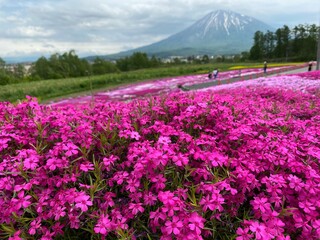 Fototapeta premium 芝桜と羊蹄山