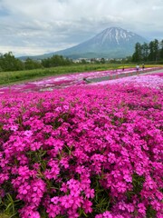 芝桜と羊蹄山