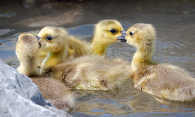 Canada Goose goslings