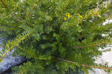 Taxus baccata close up. Green branches of yew tree(Taxus baccata, English yew, European yew).
