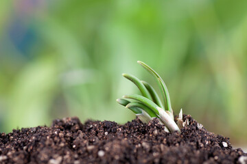 Sprouts from the soil in spring