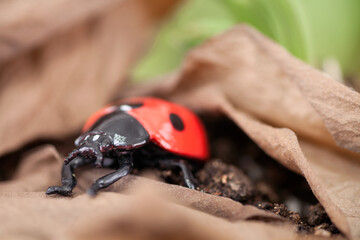 Coccinella septempunctata foraging in dead leaves