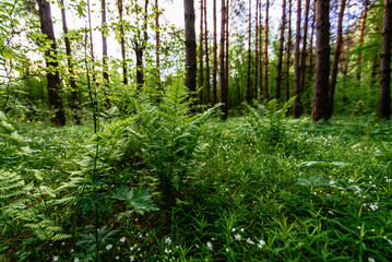 fern and flowering stellaria holostea in the forest in the meadow