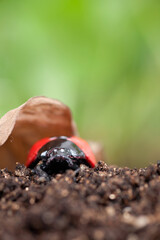 Coccinella septempunctata foraging after hibernation