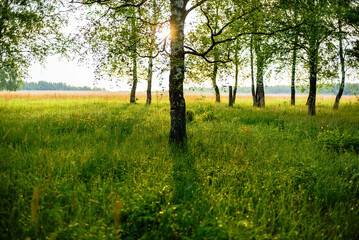 birch forest in the morning in summer with the sun shining at sunrise rays
