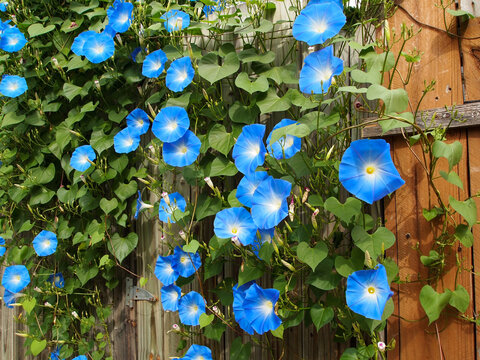 Morning Glory On Fence and Gate