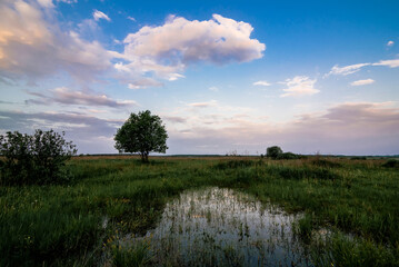 summer morning landscape with a lonely tree in a field with green grass at dawn and a pond