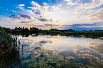 summer landscape with a pond in the field with a reflection of the sky in the water in the morning
