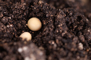 Close up of Soybeans Planted in the soil