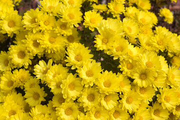 close up Yellow chrysanthemum flowers in autumn