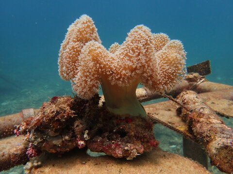toadstool coral found in Malaysia