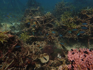coral transplant at coral nursery for marine conservation