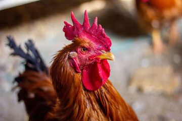 Rooster head close-up