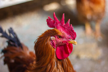 Rooster head close-up