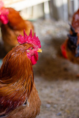 Rooster head close-up