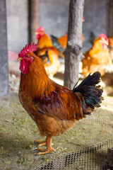 Side view of a big rooster in the chicken coop