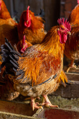 A group of roosters in the chicken coop