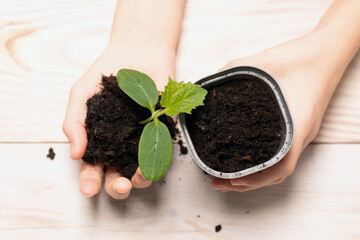 hands carefully holds young cucumber sprouts seedlings and plastic pot with soil on wooden background. Selective focus, top view. concept of gardening, farming