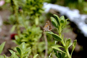 NATURALEZA