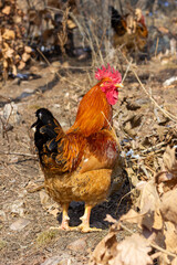 A big rooster is walking on the hillside