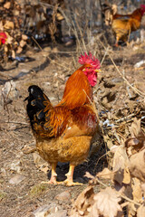 A big rooster is walking on the hillside
