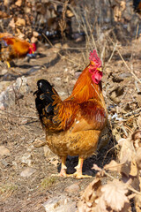 A big rooster is walking on the hillside