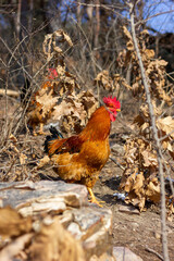 A group of roosters foraging in the mountains