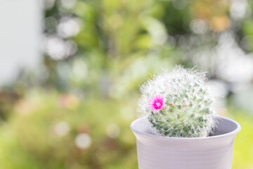 Beautiful blooming mammillaria