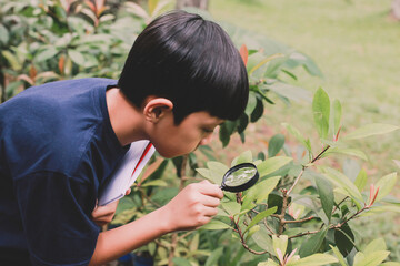 Asian boy examining leaves on tree with magnifying glasses while holding the book