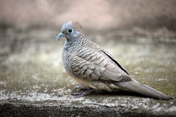 Close-up Zebra Dove was Standing on The Ground