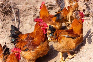 Big rooster in the farm