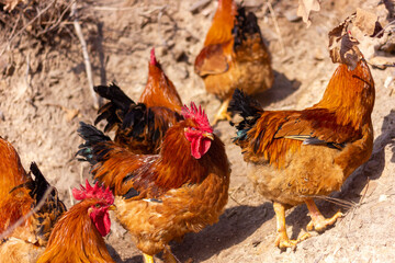 Big rooster in the farm