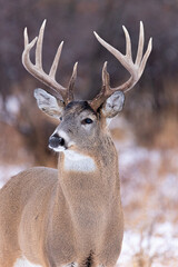 Whitetailed buck in the forest