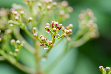 Green leaves and drops of water are used for natural background.