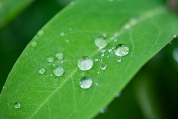 Green leaves and drops of water are used for natural background.