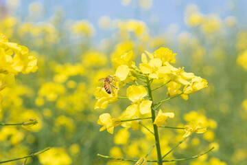 Rape seed flowers in field with blue sky in spring