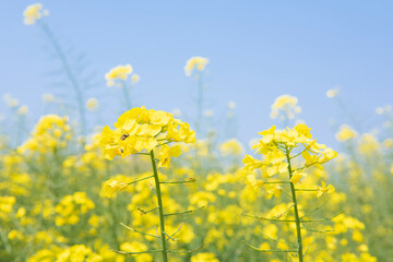 Rape  flowers in field with blue sky in spring