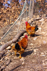 Big rooster in the farm