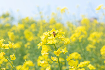 Rape seed flowers and a honey bee in field with blue sky in spring
