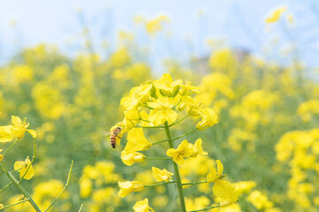 Rape seed flowers and a honey bee in field with blue sky in spring