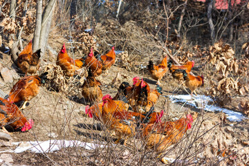 Big rooster in the farm