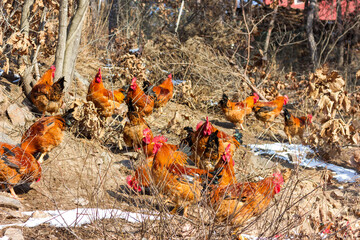 Big rooster in the farm