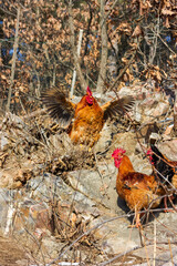 Big rooster in the farm