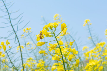 Fototapeta premium Rape seed flowers and a honey bee in field with blue sky in spring