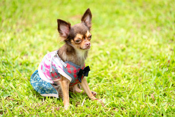 Long haired chihuahua dog playing