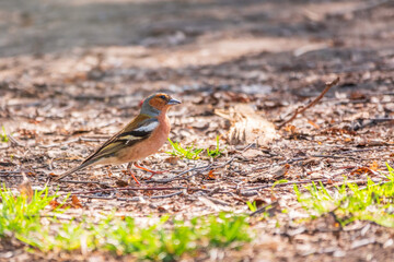 Common chaffinch, Fringilla coelebs, sits on the ground in spring. Common chaffinch in wildlife.