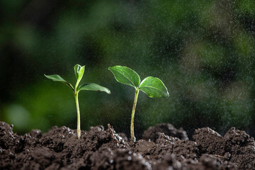 Little green seedlings growing in soil with the drops of water