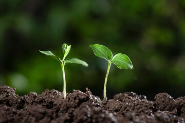 Little green seedlings growing in soil