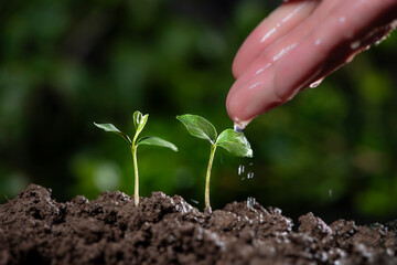 seed and planting concept with Male hand watering young tree over green background